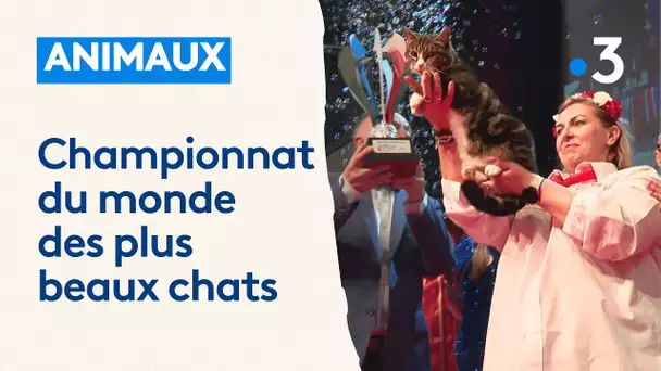 1 500 chats réunis au championnat du monde des plus beaux félins 2023, à Strasbourg