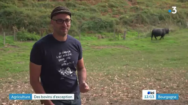 A Mesvres, en terre charolaise, il élève des bovins de races insolites.