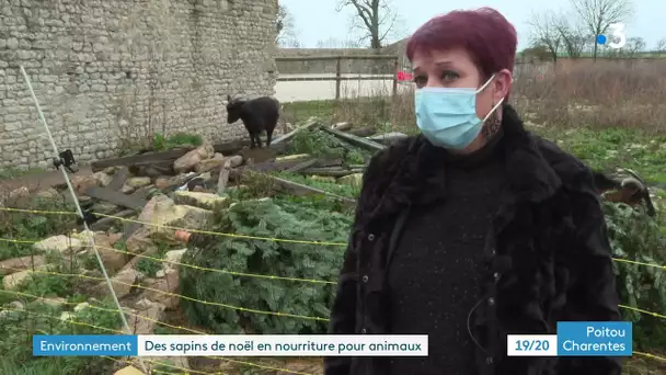 Charente Maritime : une association collecte les sapins de Noël pour nourrir des animaux en détresse