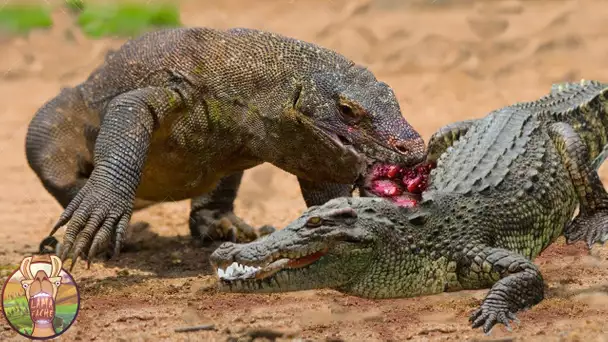 Quand Les Crocodiles S’Attaquent AU Mauvais Adversaire !