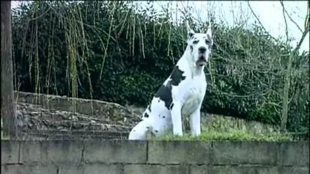 Le Dogue Allemand : Origine, personnalité, éducation, santé, hygiène, choix du chiot