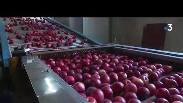Récolte des pommes en Sarthe : la qualité est au rendez-vous