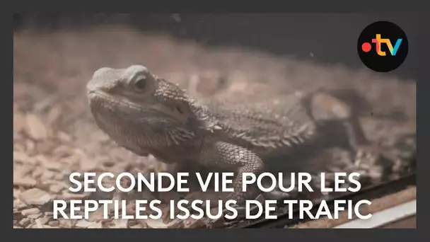 Un animal saisi sur 4 est un reptile, voici où ils finissent