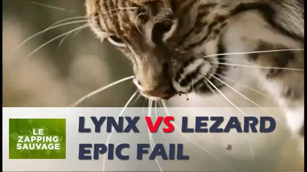 Ce lynx se fait méchamment avoir - ZAPPING SAUVAGE 40