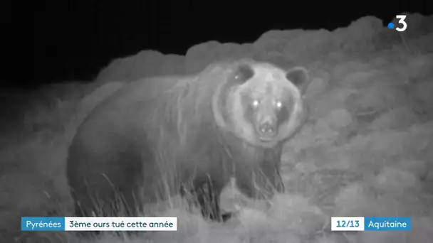 Un 3e ours a été tué dans les Pyrénées dimanche 29 novembre, côté espagnol.
