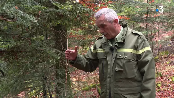 L’incroyable découverte d’un érable sycomore ondé, un bois précieux pour les luthiers