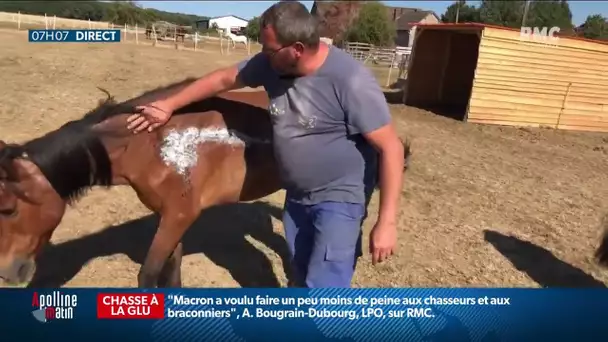 Enquête sur les chevaux mutilés: un propriétaire de ranch s’est retrouvé face au suspect