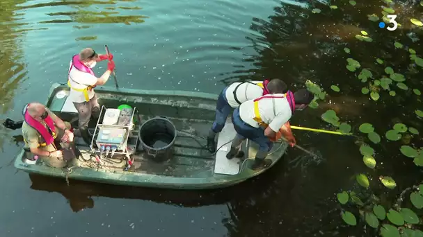 Vendée : la pêche électrique pour étudier la faune de l'Yon