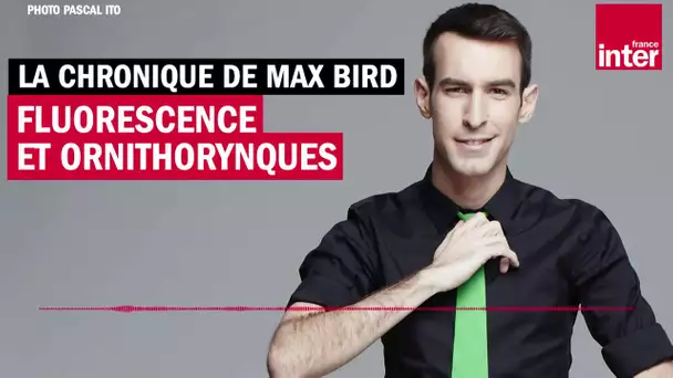 Fluorescence et ornithorynques - La chronique de Max Bird