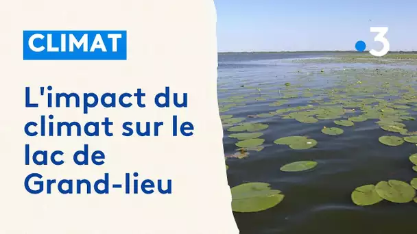 Quel impact du réchauffement climatique sur le lac de Grand-lieu ?