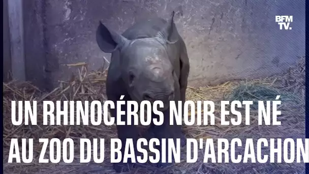 Nakuru, un rhinocéros noir, est né au zoo du Bassin d'Arcachon