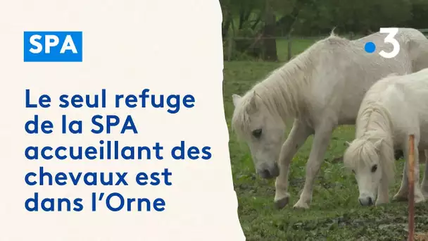 Des animaux de ferme et des chevaux à la SPA