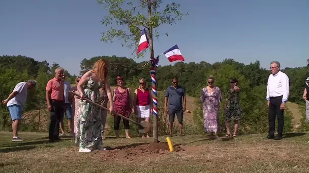 Les pourquoi de France 3 Périgords : pourquoi plante-t-on des arbres de mai en Dordogne ?