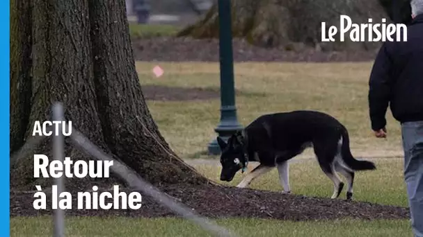 Un chien de Joe Biden mord un garde du corps, le président le renvoie de la Maison Blanche