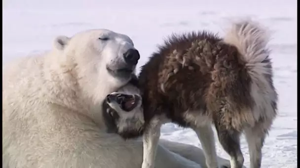 Des ours polaires jouent avec des chiens huskies ! - ZAPPING SAUVAGE