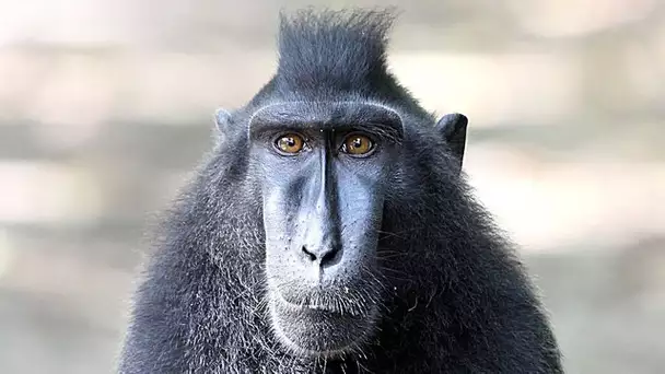 Ce singe est le plus sociable du monde - ZAPPING SAUVAGE