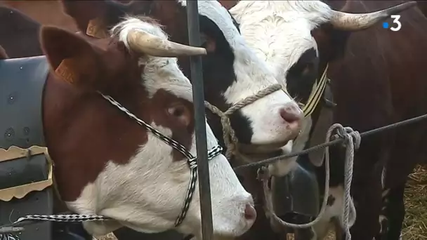 La fruitière de Flumet, qui a permis le maintien de l'agriculture de montagne, fête ses 50 ans