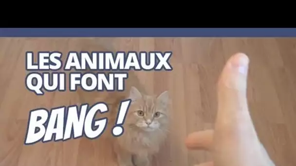 Top des animaux qui font BANG !