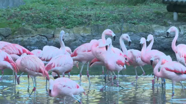 Les Mathes : vaccination des flamands roses au zoo La Palmyre contre la grippe aviaire