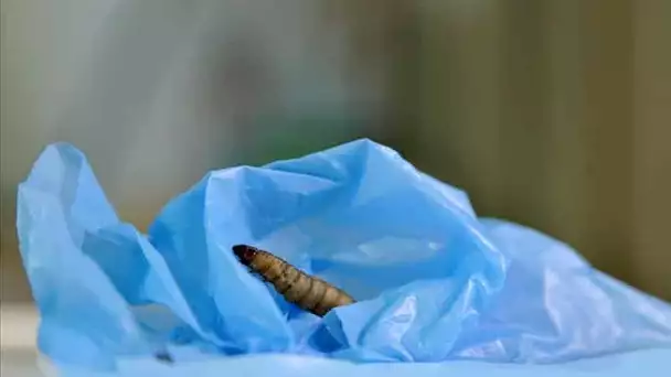 Une chenille pourrait être la solution contre la pollution et le plastique !