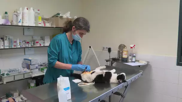 Deux-Sèvres : opération stérilisation des chats errants à Saint-Maixent-l'Ecole