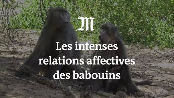 Les intenses relations affectives des babouins