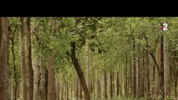 Inde : à la découverte des mystères du bois de Santal