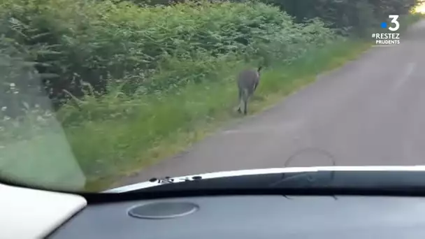 Forêt domaniale du Gâvre : à la recherche du wallaby !