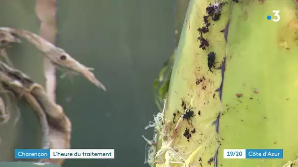 Charançon, chenilles, pyrale  : comment à Menton on lutte contre ces insectes ennemis des jardins