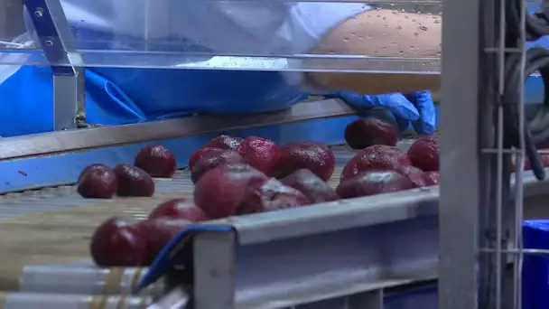 Coronavirus : une entreprise qui fabrique des légumes sous vide tourne à plein régime