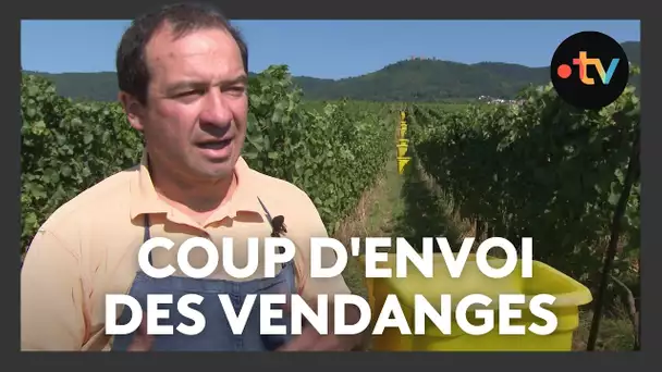 Les vendanges n'ont jamais commencé aussi tôt, "ce qui était exceptionnel devient la norme"