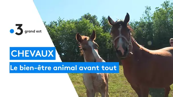 L'écurie l'Arche de Noël obtient un label sur le bien-être animal