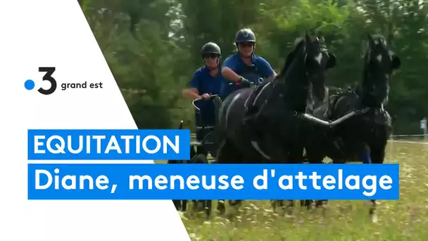 Equitation : Diane meneuse d'attelage