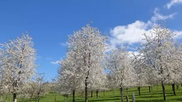 Haute-Saône : un petit air de Japon à Fougerolles avec les cerisiers en fleurs