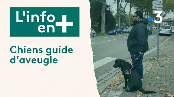 L'info en plus : chien guide d'aveugle