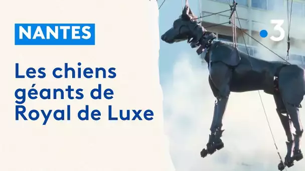 Les chiens géants de Royal de Luxe en marche dans le quartier Bellevue à Nantes et Saint-Herblain