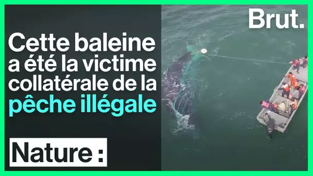 Une baleine piégée dans un filet, symbole d'une biodiversité en péril