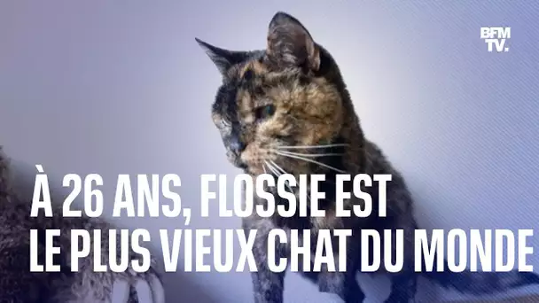 À 26 ans, Flossie est le plus vieux chat du monde