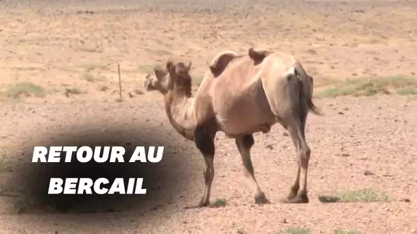 Un chameau parcourt 100km pour retrouver son ancienne famille