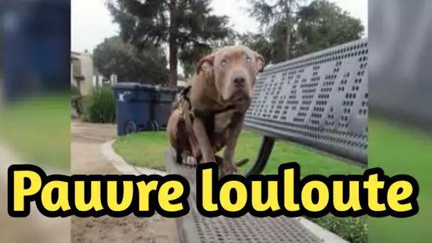 Cette chienne aveugle et terrifiée a été abandonnée et attachée à un banc avant d’être sauvée