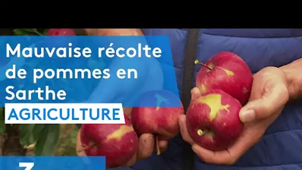 Dans le Sud- Sarthe, la cueillette des pommes est lancée.