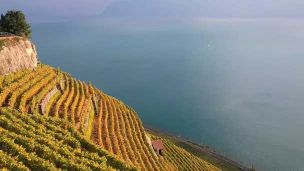Le vin de Bordeaux et le changement climatique/ La Rèze et le Divico, deux cépages suisses. ABE-RTS