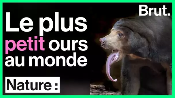 Le plus petit ours au monde