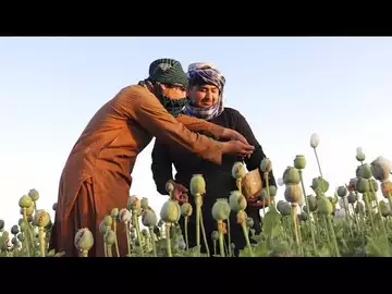 Culture du pavot interdite en Afghanistan : les talibans menacent de détruire les plantations
