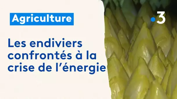 Endive , l'arrivée de la haute saison à la Couture