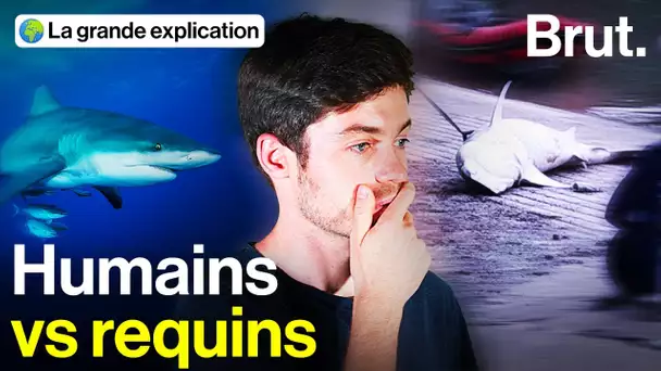 Faut-il continuer à tuer les requins en Nouvelle-Calédonie ?