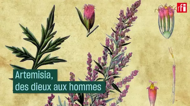 Artemisia, des dieux aux hommes - #CulturePrime