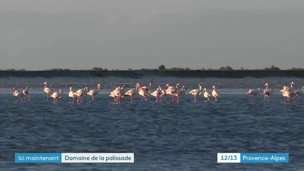 Découvrir la Camargue : le Domaine de La Palissade