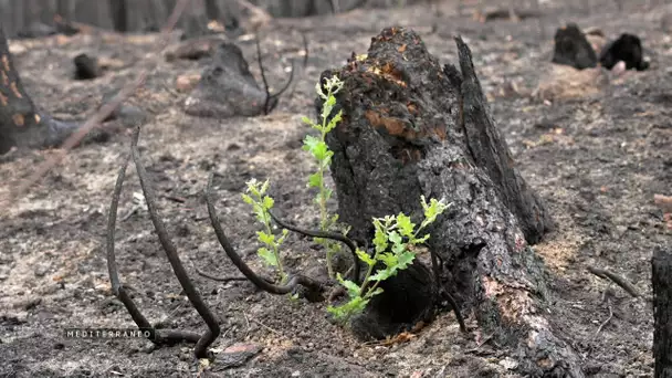 MEDITERRANEO – En Grèce, dans le parc national de Dadia dévasté par les incendies de l’été dernier