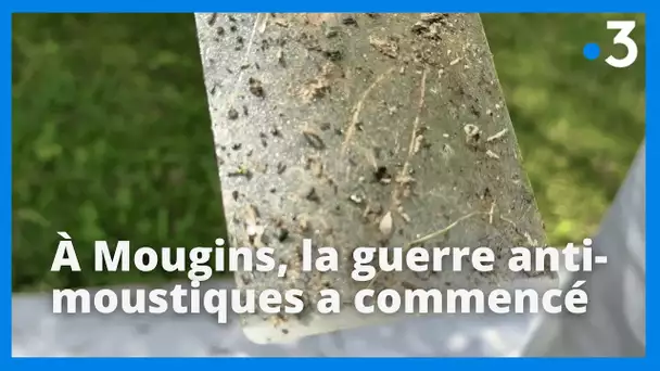 A Mougins, la mairie subventionne ses habitants pour lutter contre l'invasion des moustiques